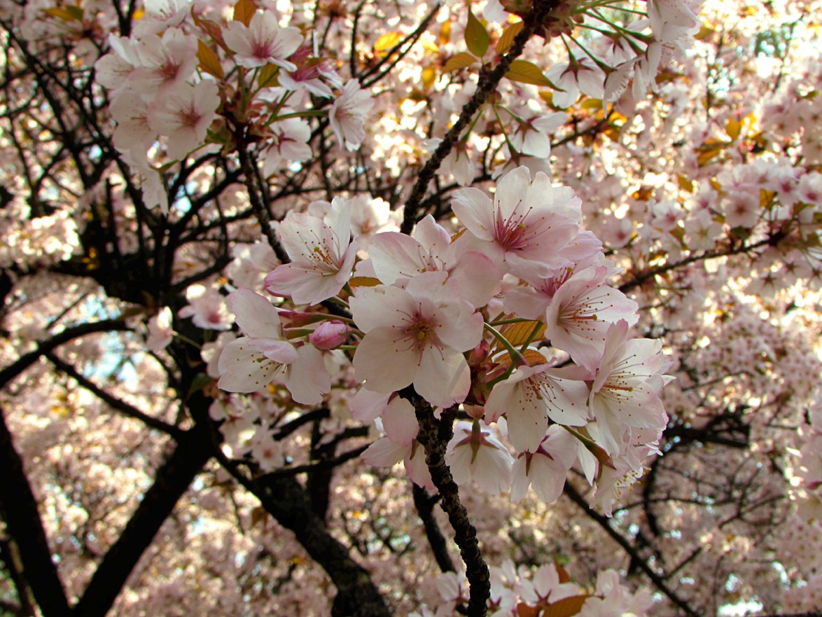 What Do Cherry Blossoms Taste Like?