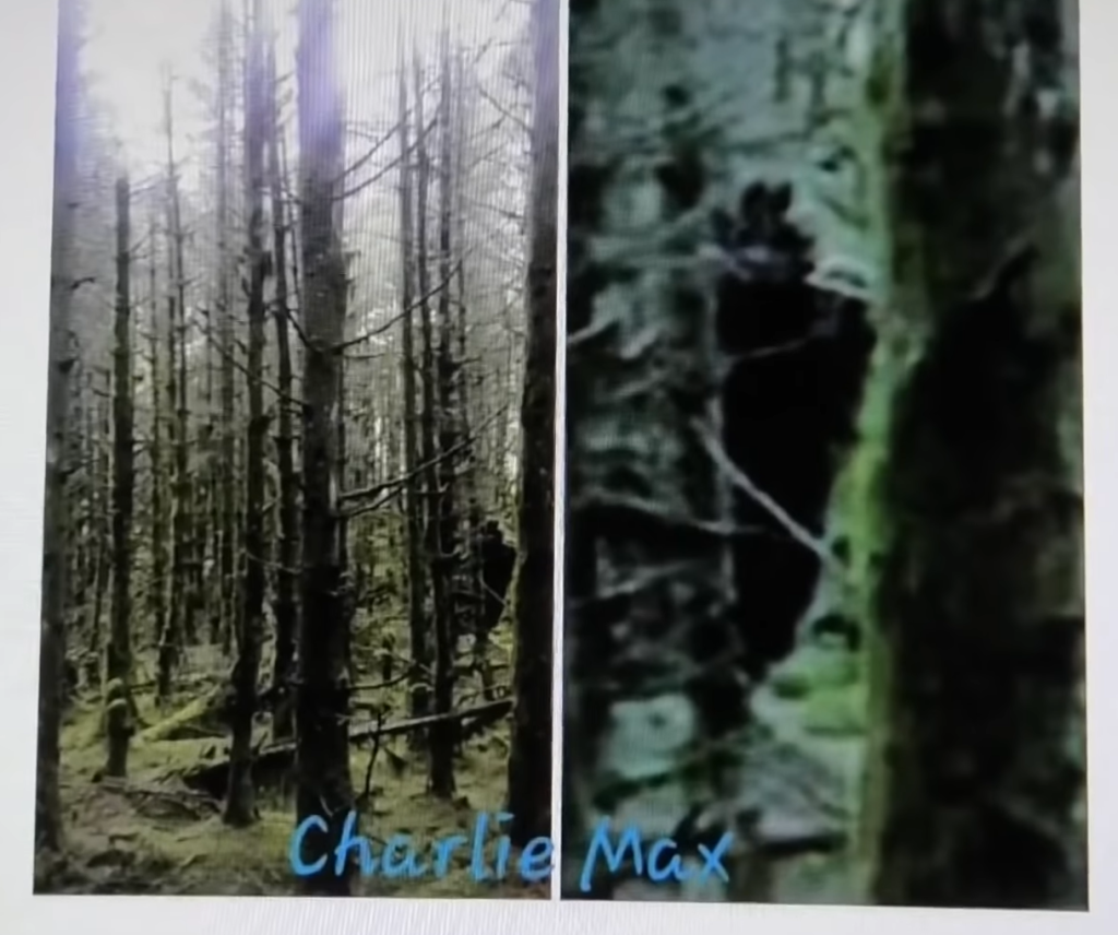 Charlie Max's image of bigfoot/sasquatch resembles Eldelwood Trees from Over the Garden Wall 